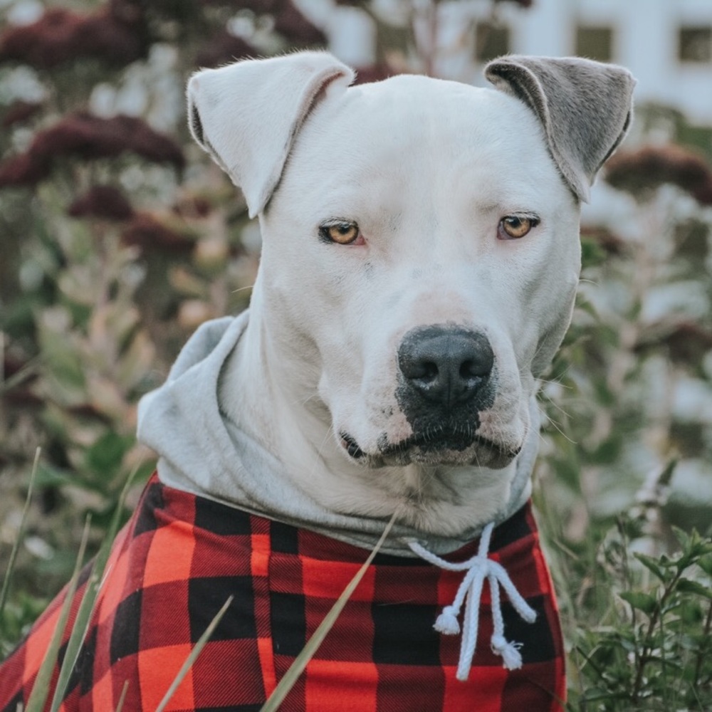 Meet your Posher, Kaili